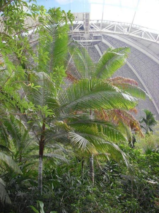 Regenwald Tropical Islands Resort