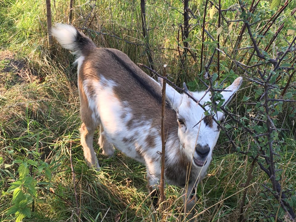 Freundliche Mitbewohner Strandhafer Aparthotel