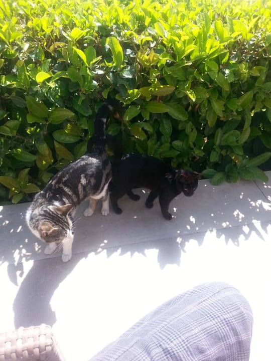 Unsere babys  we miss Sherwood Dreams Resort