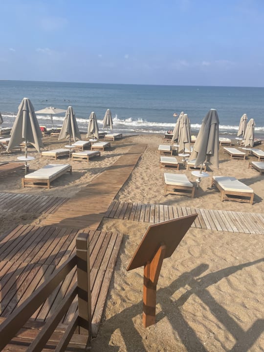 Strand Acanthus Cennet Barut Collection