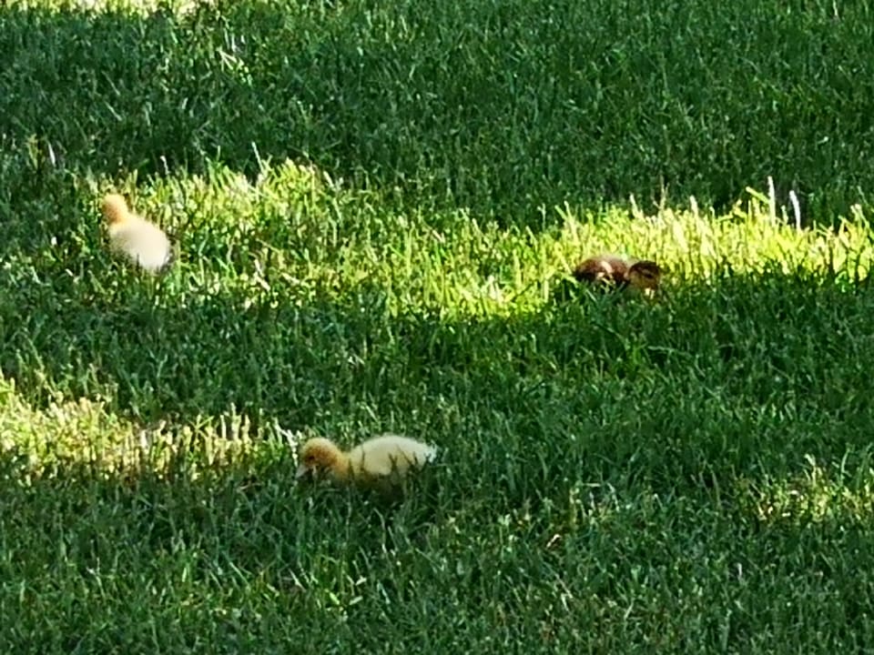 Gartenanlage Aldiana Club Rocca Nettuno Calabria