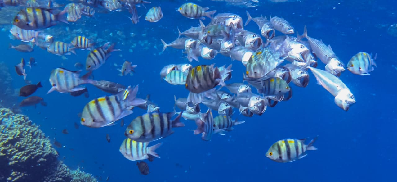 Strand Steigenberger Coraya Beach - Adults only