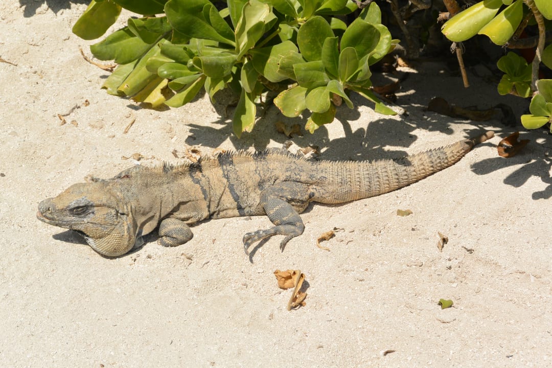 Gartenanlage Dreams Tulum Resort & Spa
