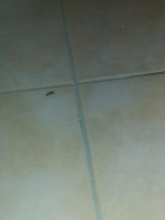 Kakalaken im Zimmer Riviera Spa Resort - Adults Only