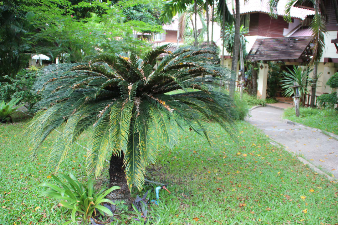 Внутренняя территория Natural Park Resort