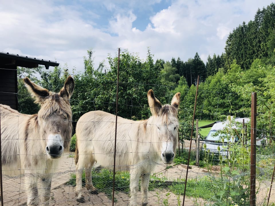 Gartenanlage S'Fleckli Bioland Ferienbauernhof