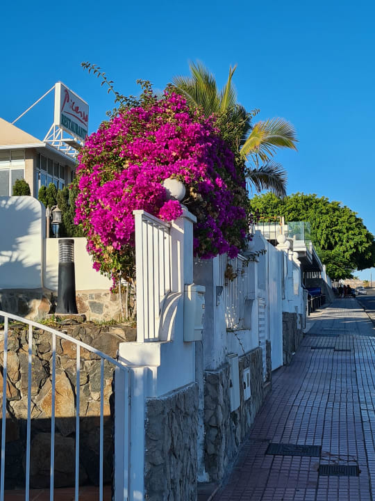 Gartenanlage Hotel Riu Vistamar