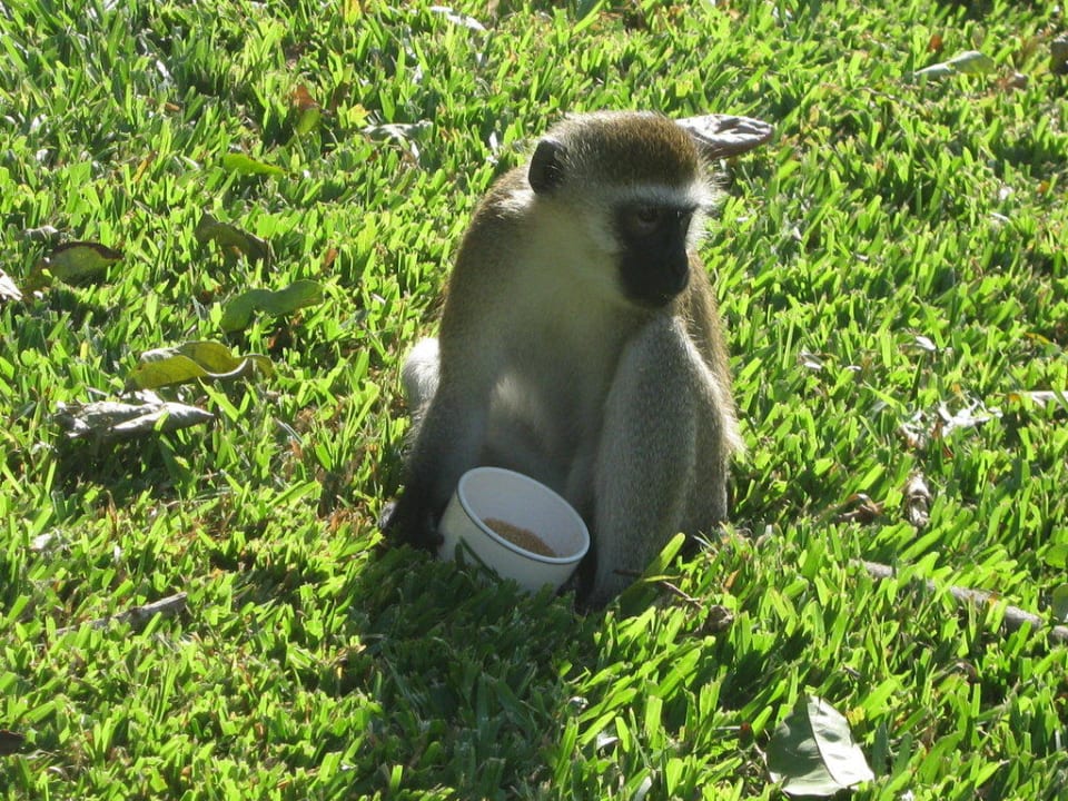 Ein Zucker essender Affe Baobab Beach Resort & Spa