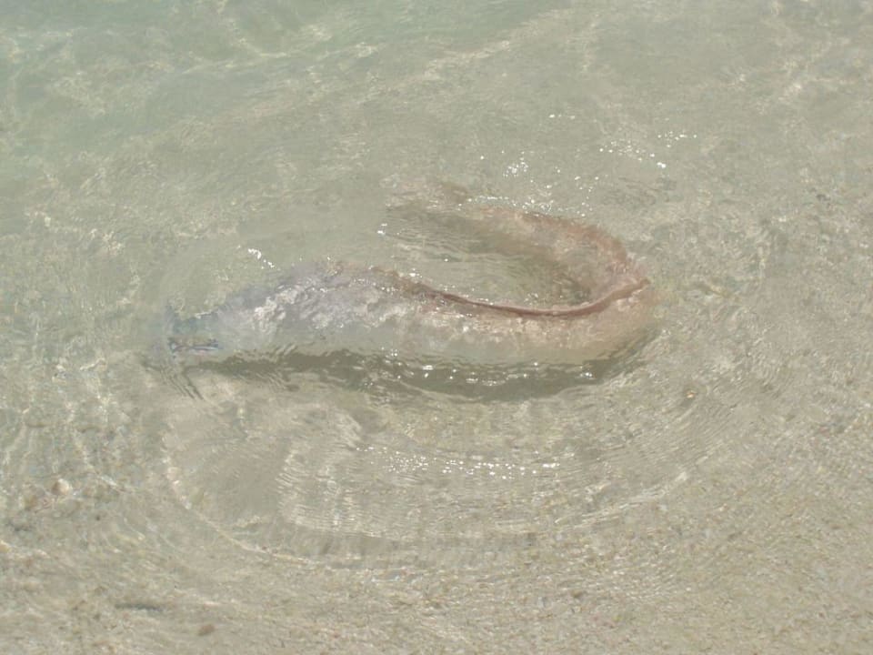 Weiße Muräne am Strand Eri Maldives