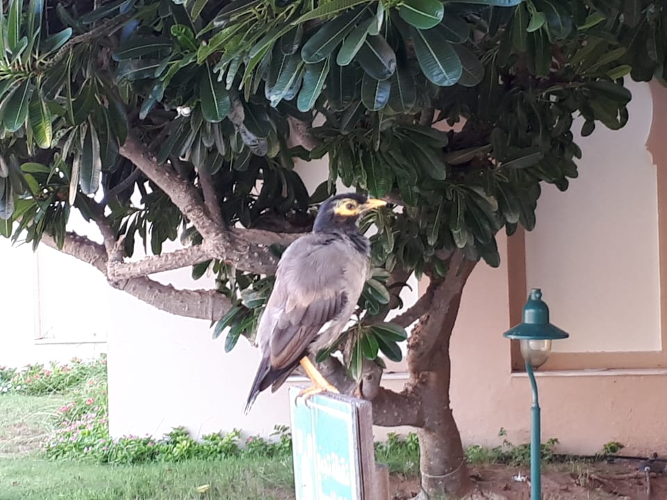 Sonstiges Miramar Al Aqah Beach Resort