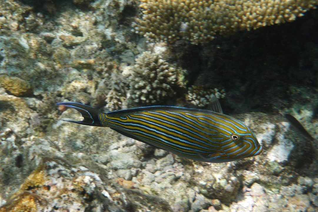 Unterwasserwelt Angaga Island Resort