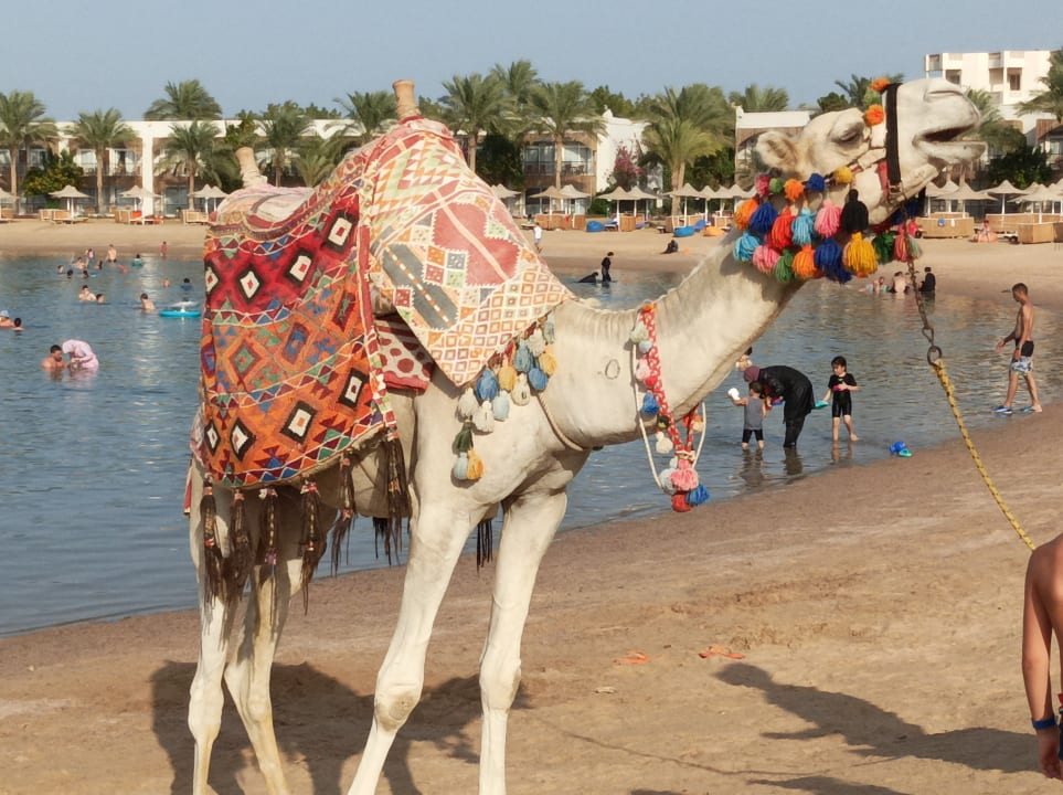 Sonstiges Desert Rose
