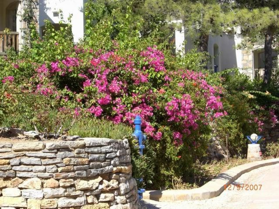 Sea-Garden zu recht! Hapimag Sea Garden Resort