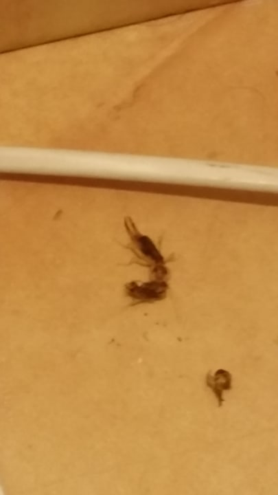 Sonstiges Beach Albatros Resort