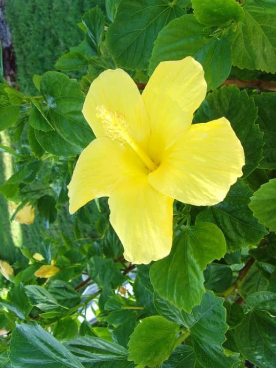 Wunderschöne Blüten in der Hotelanlage Aldiana Club Rocca Nettuno Calabria