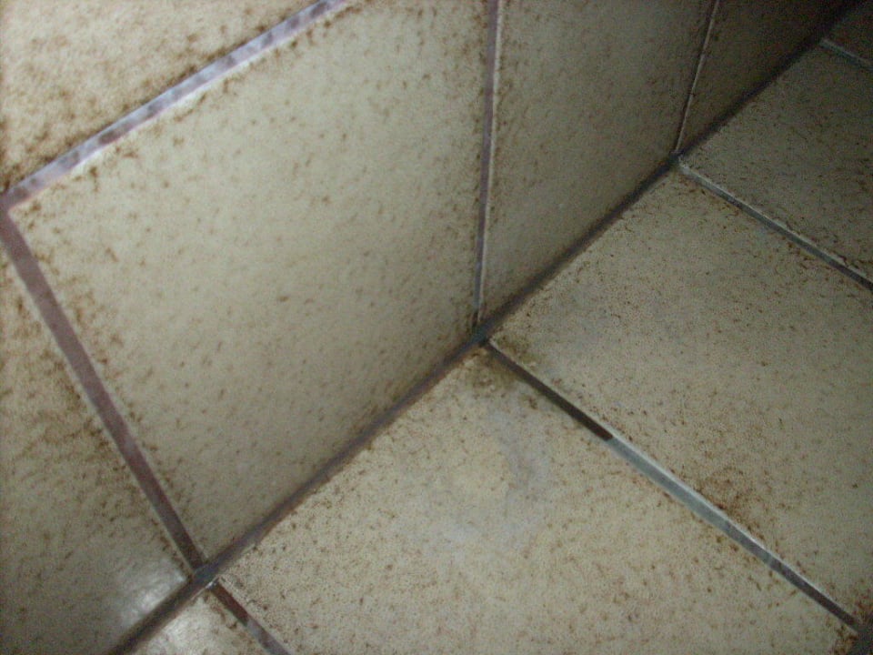 Schimmel im Bad Landgasthof Zum Stern