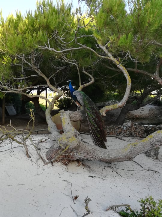 Gartenanlage Zafiro Bahia