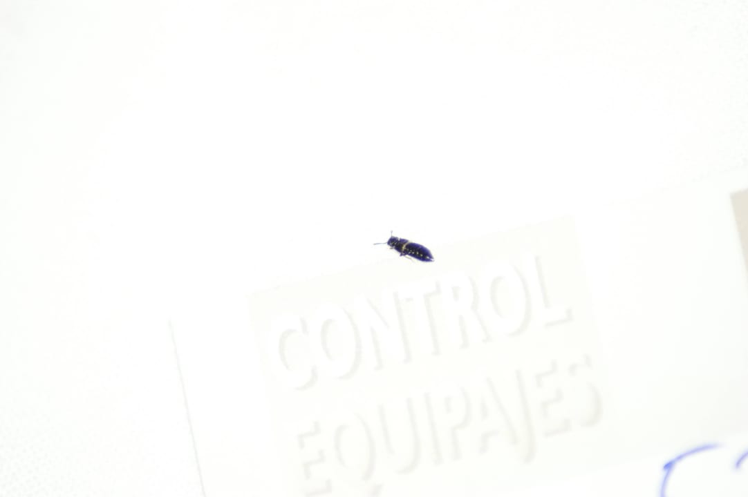 Mitbewohner / Mitschläfer im Bett  Blau Colònia Sant Jordi