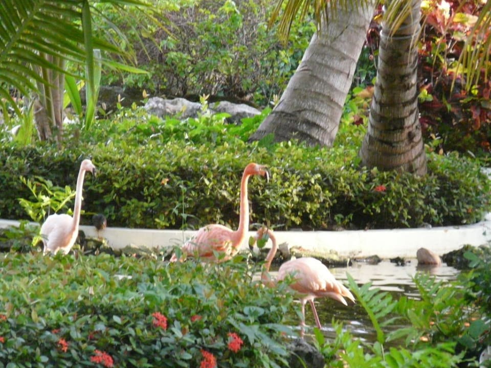 Bewohner der Anlage TRS Turquesa Hotel - Adults only