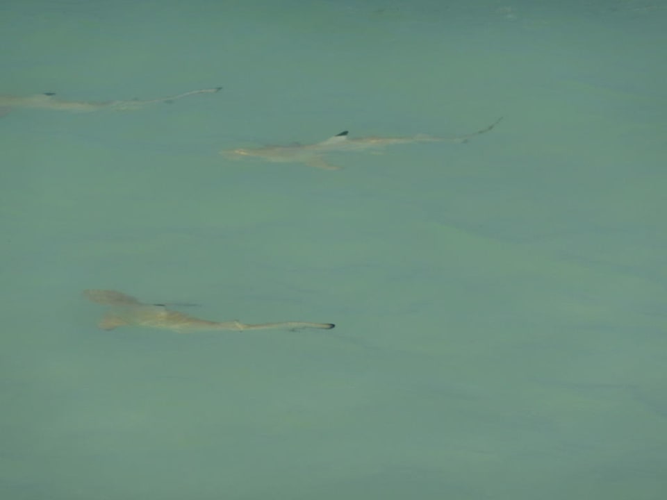 Nous amis les bébés requins Meeru Maldives Resort Island