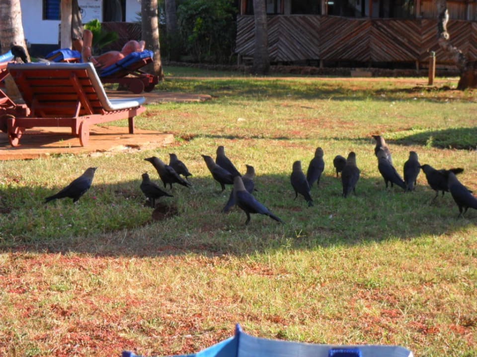 Freche Bewohner der Gartenanlage. Reef Hotel Mombasa