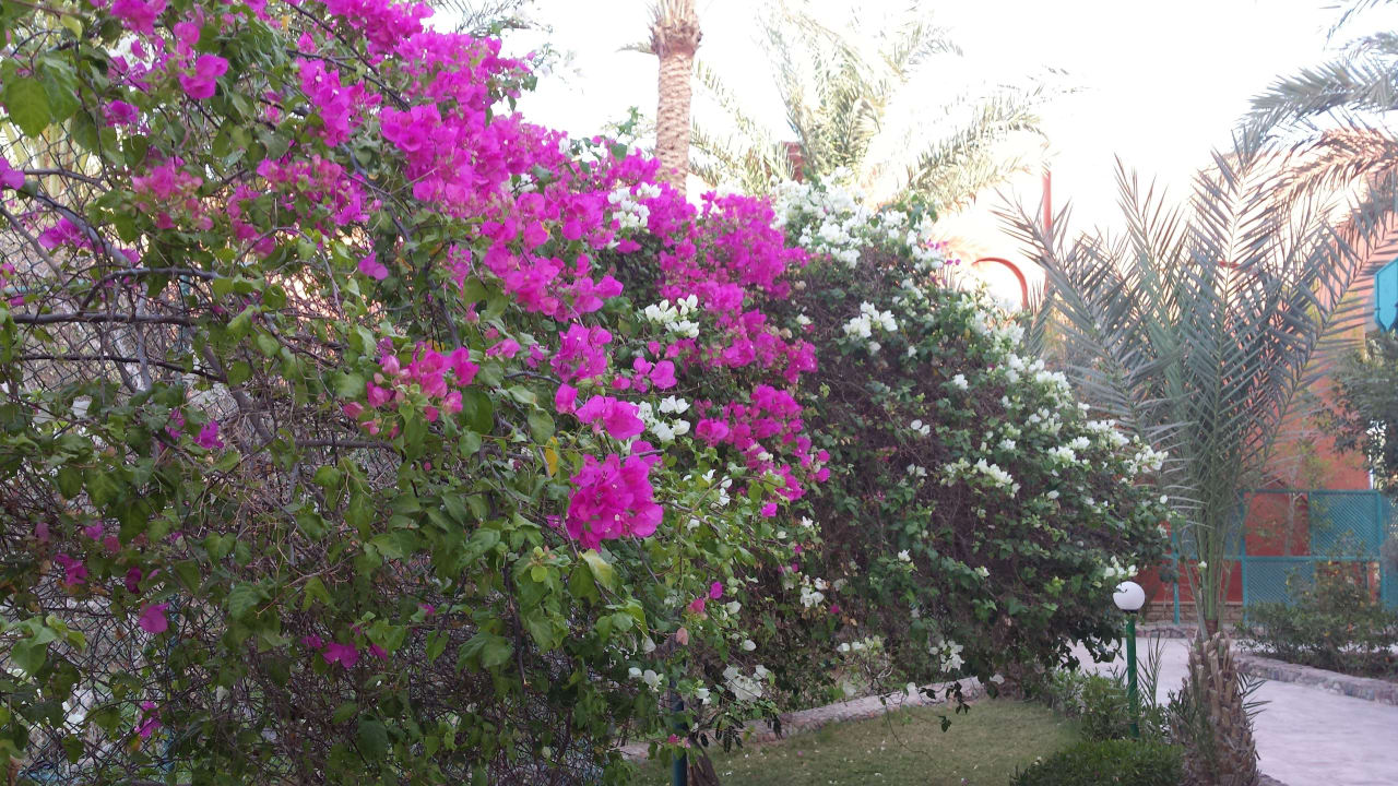 Schön Gepflegt Bel Air Azur Resort - Adults only