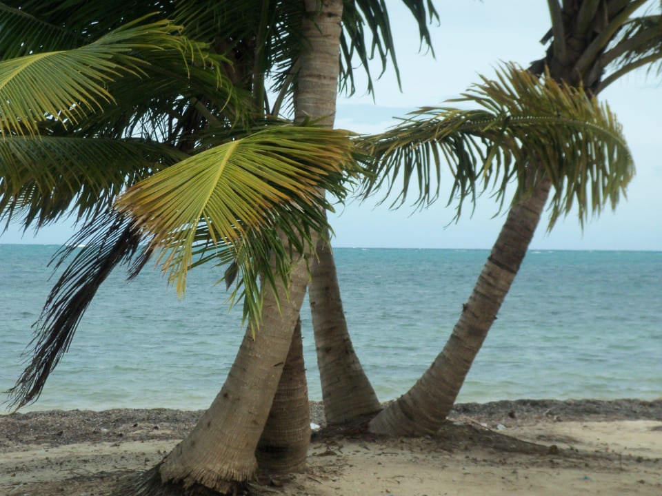 Spaziergang am Strand Catalonia Punta Cana - All Inclusive