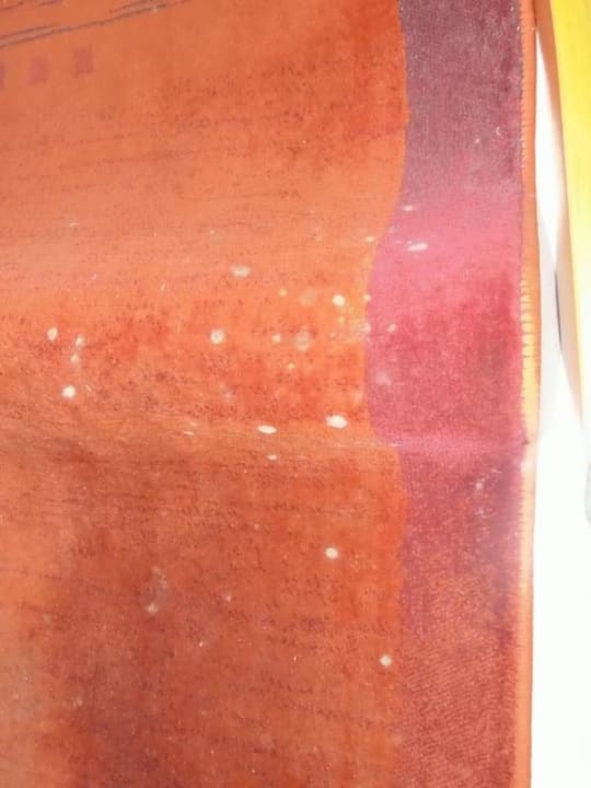 Schimmel auf Teppich in Bettlade Hotel Kiss Family