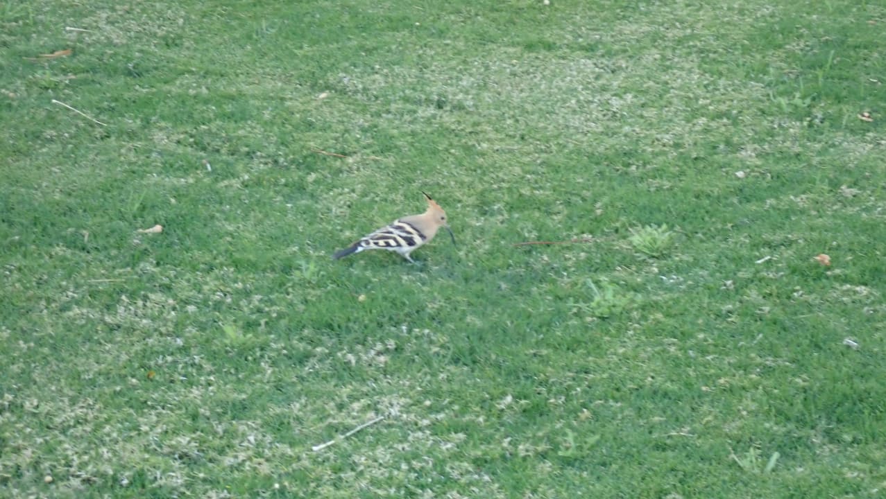 Gartenanlage Steigenberger Coraya Beach - Adults only