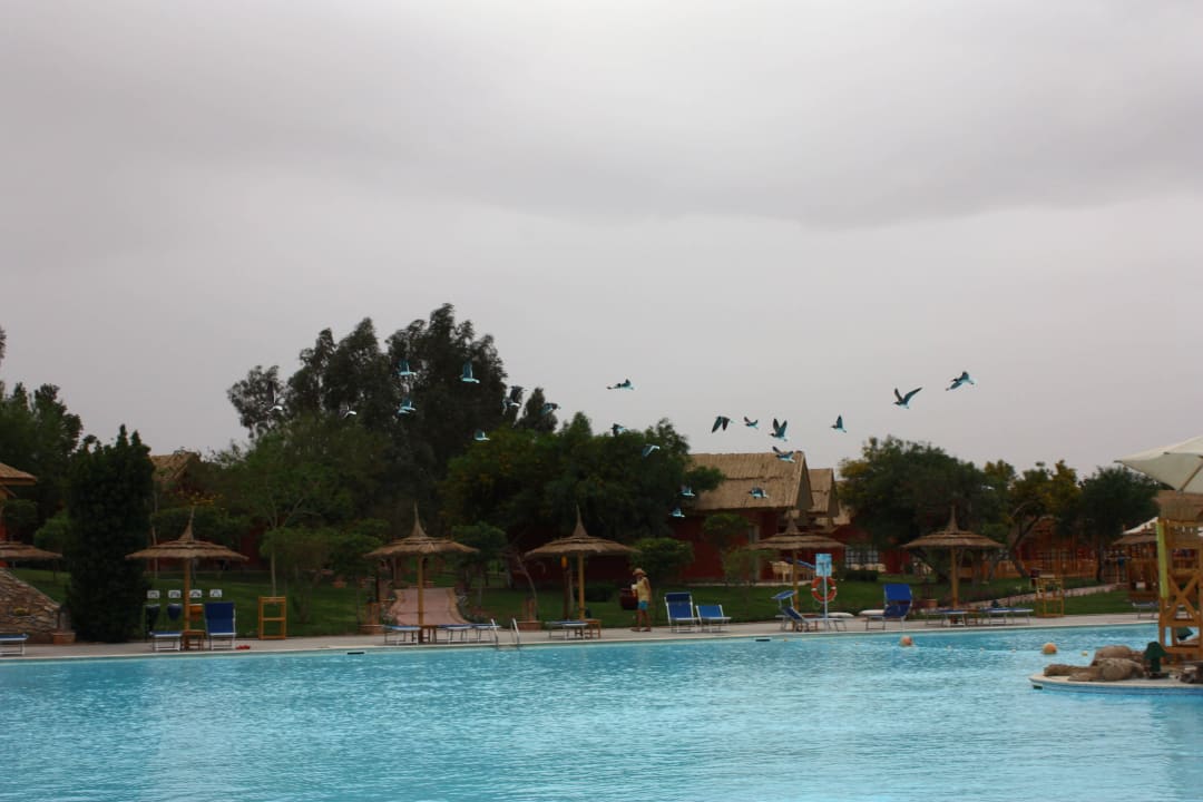 Unbeheizter Pool - Möven fliegen weg Pickalbatros Jungle Aqua Park Resort - Neverland Hurghada
