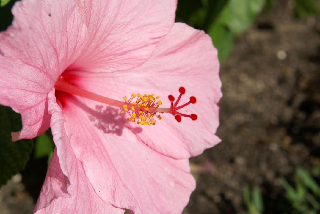 Wunderschöne Gartenanlage Sandals Royal Bahamian