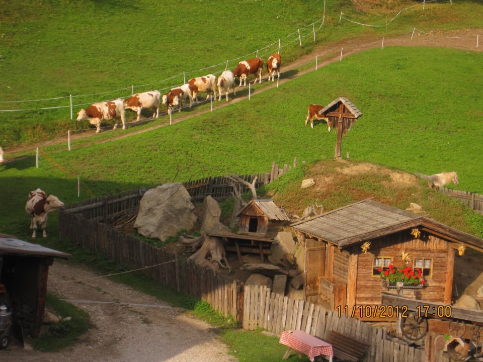 Unsere Kühe Oberwieserhof