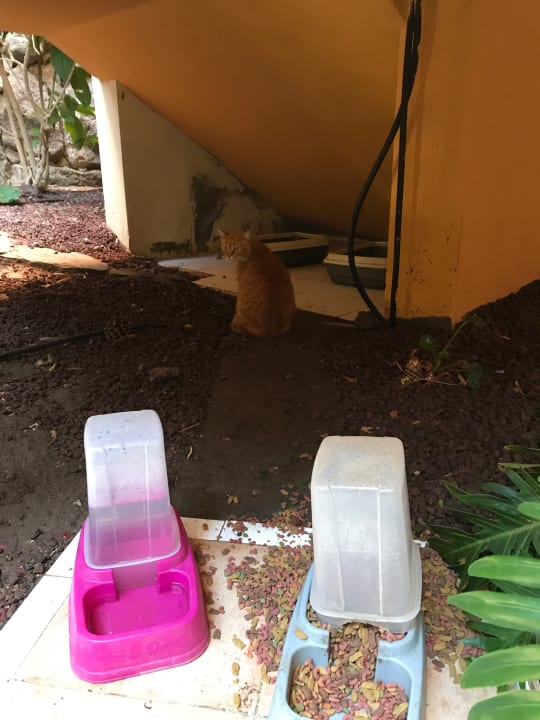 Sonstiges Hotel Cordial Mogán Playa