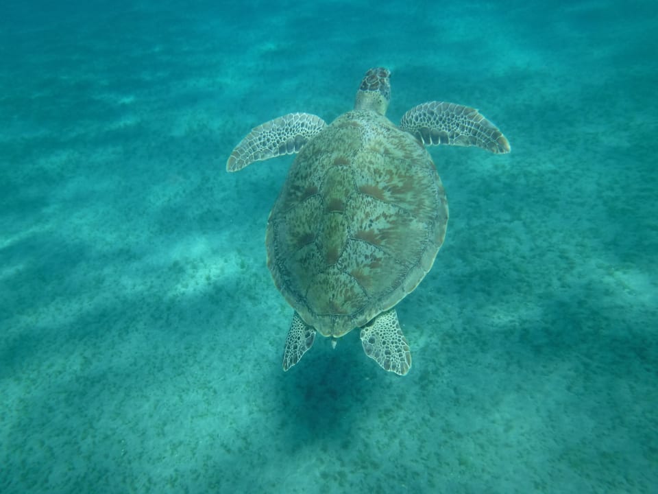 Sport & Freizeit Three Corners Sea Beach Resort