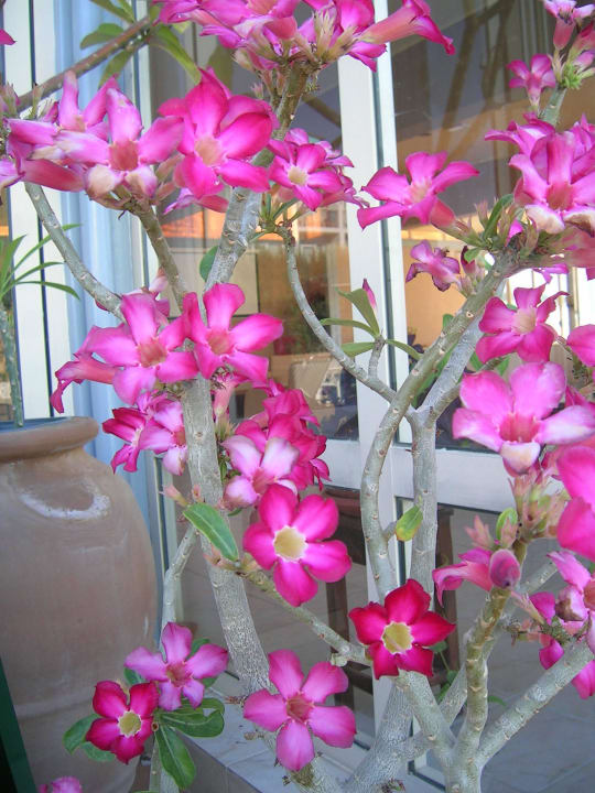 Desert rose Hotel Kathrin Beach