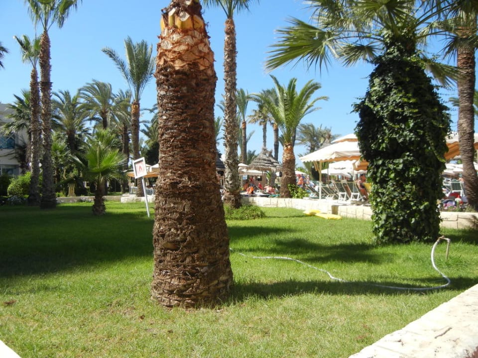 Außenanlage beim Pool Riadh Palms Resort & Spa
