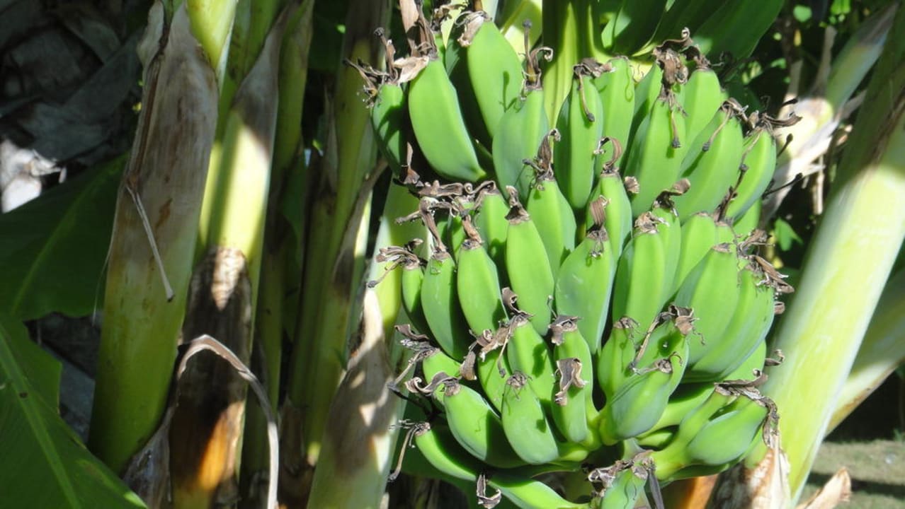 Bananen Hotel Miracle Resort