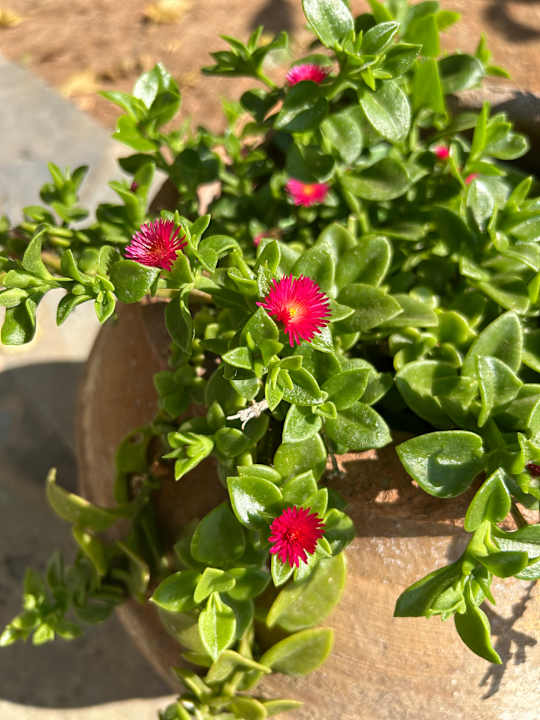 Gartenanlage Maritimo Beach Hotel