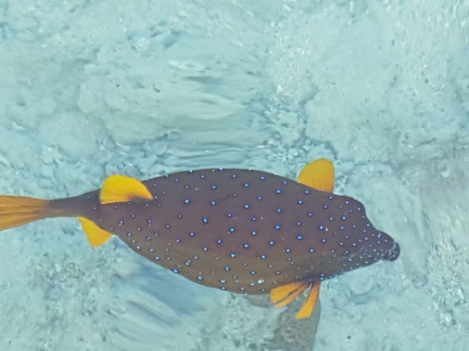 Strand Stella Beach Resort & Spa Makadi Bay