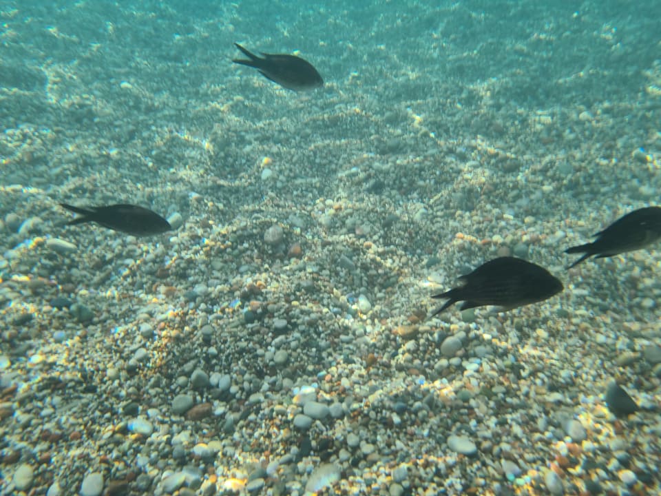 Strand Mitsis Rodos Village