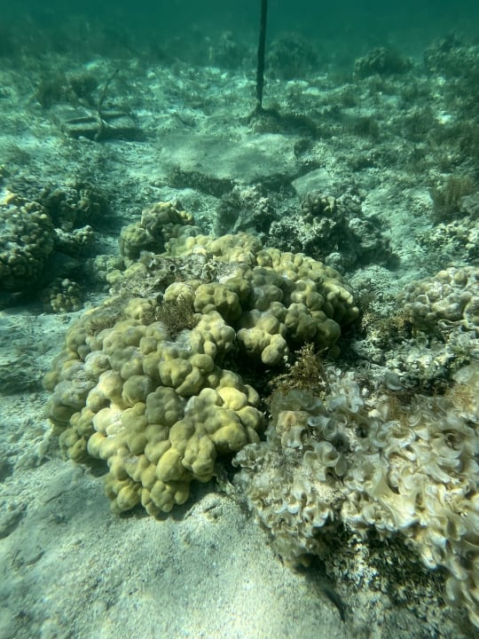 Strand Pickalbatros Sea World Resort - Marsa Alam