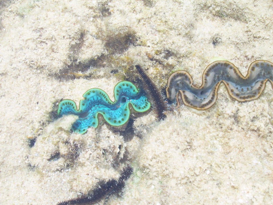 Muscheln bei Ebbe Makadi Palace
