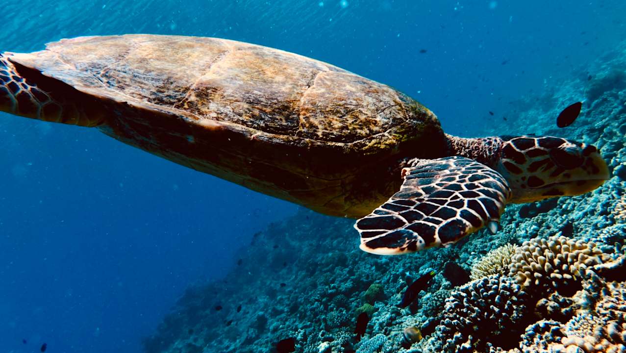 Sport & Freizeit Machchafushi Island Resort & Spa Maldives, The Centara Collection