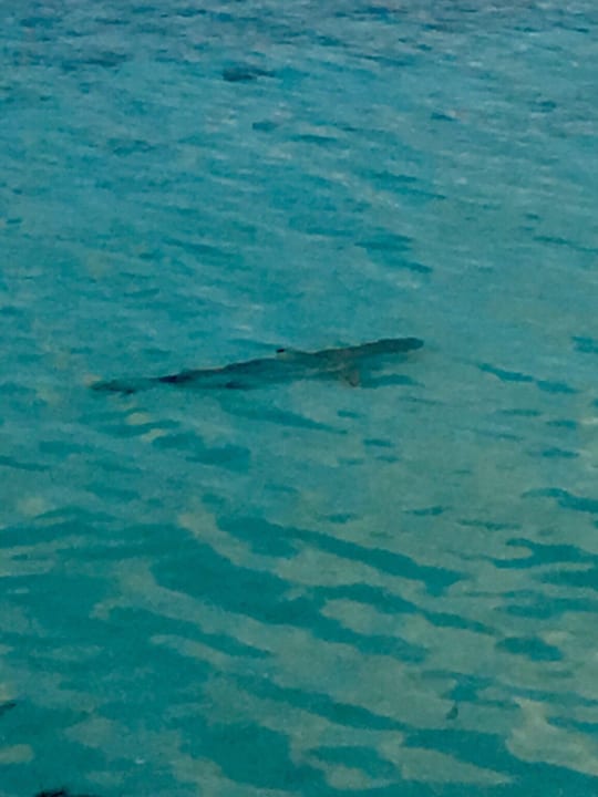 Strand Summer Island Maldives