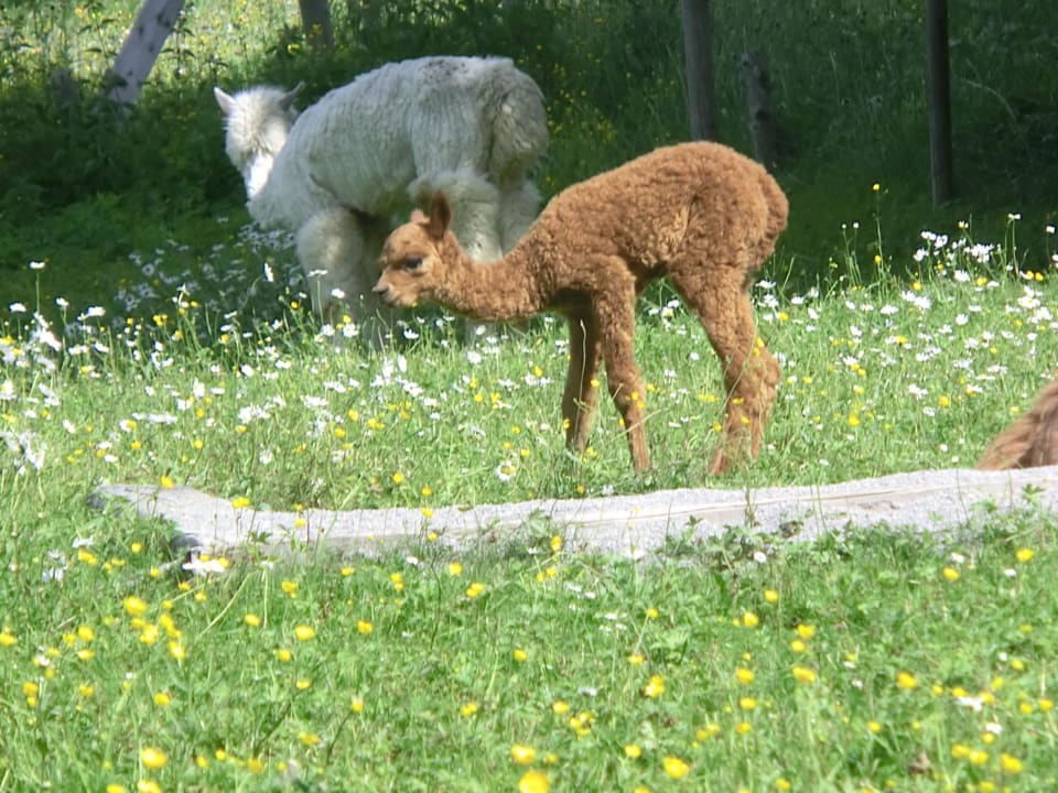 Das Baby macht erste Schritte Gästehaus Panorama