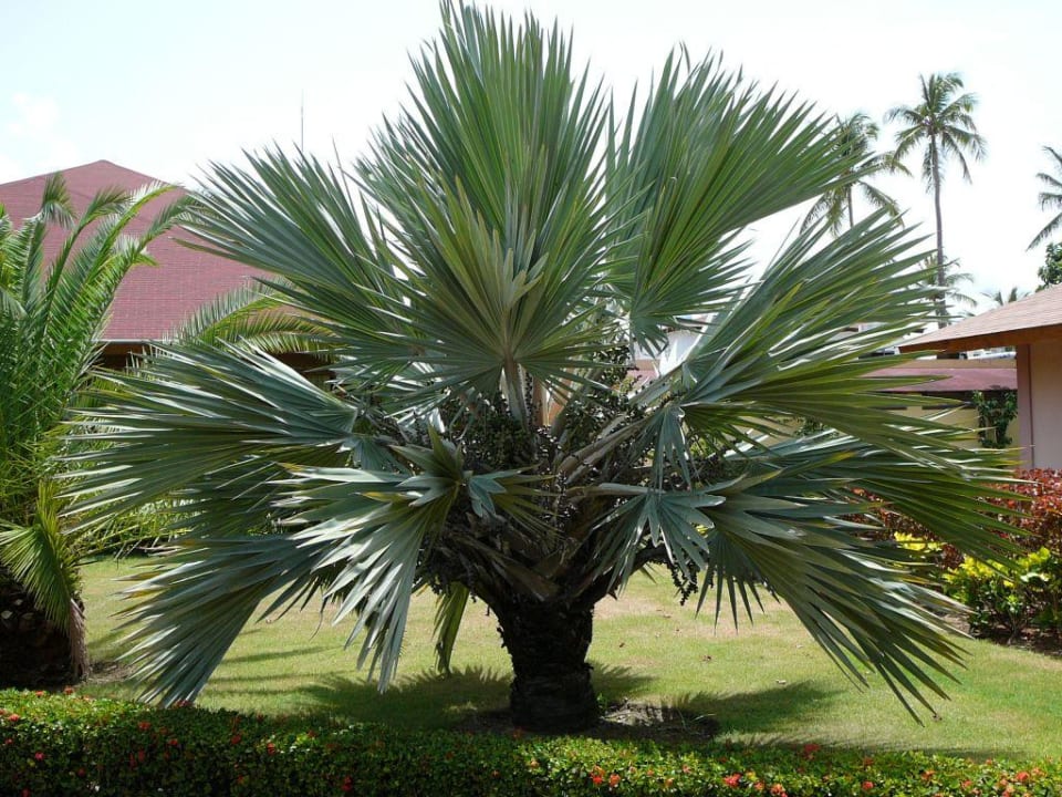 Gepflegte Gartenanlage mit beeindruckenden Palmen Hotel Grand Palladium Palace Resort, Spa & Casino