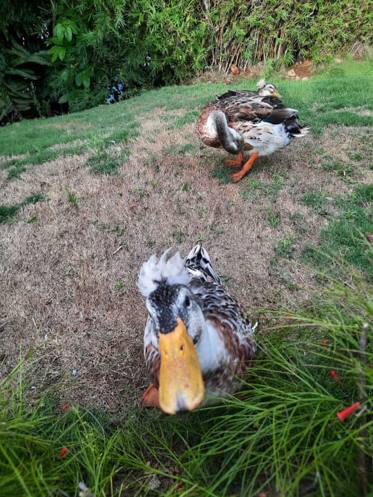 Gartenanlage Hotel Viva Dominicus Palace by Wyndham-All Inclusive Resort