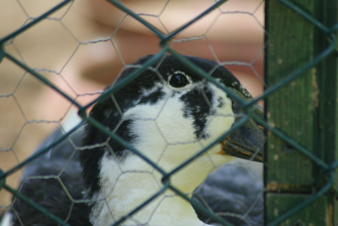 Duck Can Garden Resort