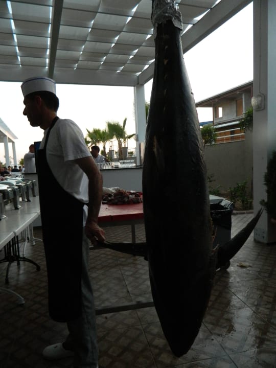 Big Tuna Sultan of Dreams Hotel & Spa