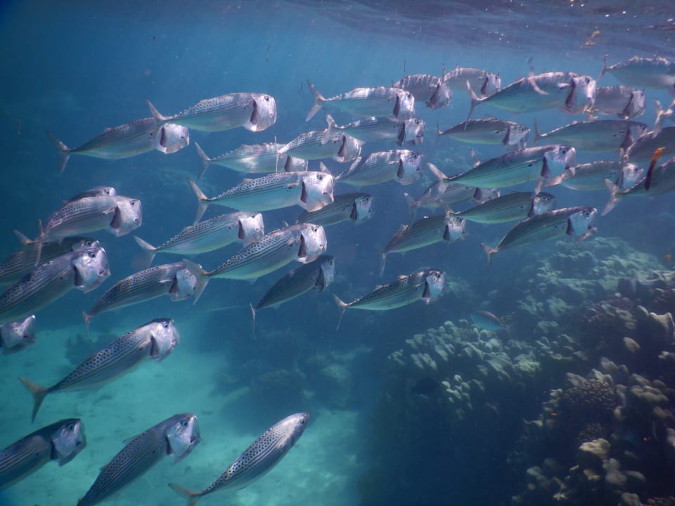Strand Mövenpick Resort El Quseir
